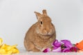 Rufus Bunny Rabbit with yellow, orange, purple tulips for Easter and Spring light background copy space Royalty Free Stock Photo