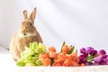 Rufus Easter Bunny Rabbit poses next to colorful tulips Royalty Free Stock Photo