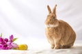 Rufus Easter Bunny Rabbit poses next to purple tulips and colored eggs room for text