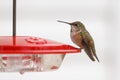 Rufus Hummingbird profile Royalty Free Stock Photo
