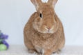 Rufus Rabbit closeup facing front for Easter Spring Pet Rabbit