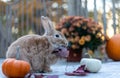 Rufus rabbit in fall setting surrounded by mums and pumpkins at sunset with beautiful golden light Royalty Free Stock Photo