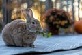 Rufus rabbit in fall setting surrounded by mums and pumpkins at sunset with beautiful golden light Royalty Free Stock Photo