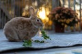 Rufus rabbit in fall setting surrounded by mums and pumpkins at sunset with beautiful golden light Royalty Free Stock Photo