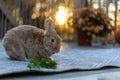 Rufus rabbit in fall setting surrounded by mums and pumpkins at sunset with beautiful golden light Royalty Free Stock Photo