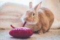 Rufus rabbit pulls on heart strings in vintage setting, soft natural tones Royalty Free Stock Photo