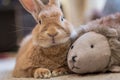 Rufus rabbit relaxes in vintage setting, soft natural tones