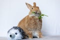 Rufus rabbit parsley in mouth cute plush toy white background