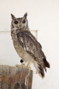 Rufus-Thighed Owl