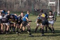Rugby Scrum during a training of the Partizan Rugby team with white caucasian men confronting and packing in group to get the ball