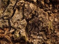 Rugged Bark Of An Old Oak Tree Royalty Free Stock Photo