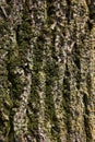 Closeup wood texture of the bark of a tree with green moss on it. Aging rugged tree bark vertical backgroound. Royalty Free Stock Photo