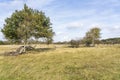 A rugged dune and heath area with living and fallen trees in the Amsterdamse Waterleidingduinen under a partly cloudy sky Royalty Free Stock Photo