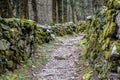 Rugged hiking path through thick forest covered in vines and plants and flanked by traditional old dry rock walls covered in lush