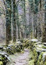 Rugged hiking path through thick forest covered in vines and plants and flanked by traditional old dry rock walls covered in lush