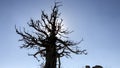 Rugged juniper tree and its background on mountain peaks Royalty Free Stock Photo