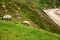 Rugged landscape at Malin Head, County Donegal, Ireland. Beach with cliffs, green rocky land with sheep on foggy cloudy Royalty Free Stock Photo