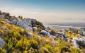 Rugged mountain landscape with fynbos flora in Cape Town