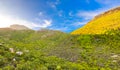 Rugged mountain landscape with fynbos flora in Cape Town