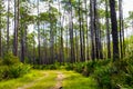 Rugged path passing through remote longleaf pine habitat with saw palmetto regrowth Royalty Free Stock Photo