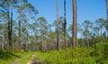 Rugged path passing through remote longleaf pine habitat with saw palmetto regrowth in Florida Royalty Free Stock Photo