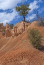 Rugged Pine Tree Growing on Arid Rock