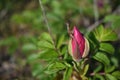 Rugged Rose Bud at Jamaica Bay Wildlife Refuge in New York Royalty Free Stock Photo