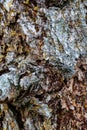 Rugged Tree Bark Texture With Lichen and Deep Fissures in Natural Rough Bark Royalty Free Stock Photo