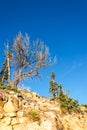 Rugged Trees in the Beartooth Mountains Royalty Free Stock Photo