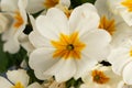 Ruggell, Liechtenstein, April 28, 2021 Leaf of a white flower