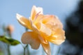 Ruggell, Liechtenstein, September 25, 2021 Blossom of a white rose in a garden