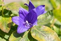 Ruggell, Liechtenstein, September 25, 2021 Colorful blue flower in a garden