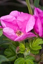 Rugosa Rose