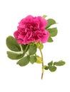 Rugosa Rose