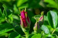 Rugosa Rose buds Royalty Free Stock Photo