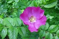 Rugosa rose or Japanese rose (Rosa rugosa)