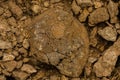 Rugose fossil corals in the desert of Saudi Arabia near Riyadh, Saudi Arabia