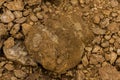 Rugose fossil corals in the desert of Saudi Arabia near Riyadh, Saudi Arabia