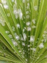 Rugose spiralling whitely on coconut leaves