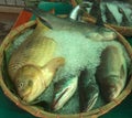 Bengali fish Rui, boal, and curf .