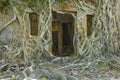 Ruin of abandoned building covered with roots on Ross Island. An