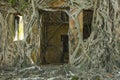 Ruin of abandoned building covered with roots on Ross Island. An