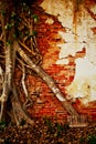 Ruin brick wall and root tree Royalty Free Stock Photo