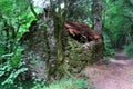 Ruin of stone cabin in forest Royalty Free Stock Photo