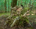 Ruined beech tree in forest, spring morrning in Medvednica