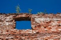 Ruined brick ancient wall with window hole and trees on top in sunny day Royalty Free Stock Photo