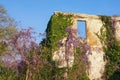 Ruined building in spring. Wall of abandoned house overgrown with green ivy and blooming wisteria on a sunny day Royalty Free Stock Photo