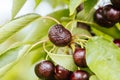 Ruined Cherries on a Tree in Australia