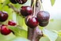 Ruined Cherries on a Tree in Australia