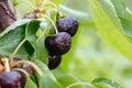 Ruined Cherries on a Tree in Australia